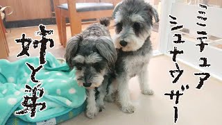 ミニチュアシュナウザー姉と弟　🐶ひみつきちなう！#1🐶  (チワックス チワワ トイプードル 柴犬 マルペキ ミニチュアシュナウザー) 2022年1月25日