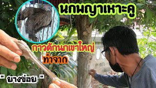 นกพญาเหาะคู | กาวดักนกเขาใหญ่ทำจาก \