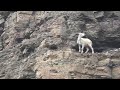 Mountain Goat on a Cliff in Black Hills South Dakota