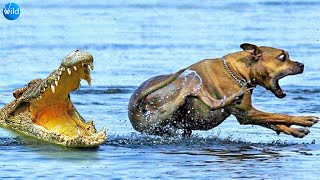 Dog saved himself from crocodile attack