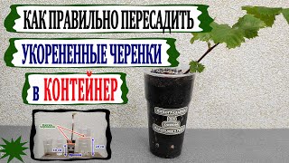 🍇 Не ошибись! Когда и Как пересаживать укорененные черенки винограда в контейнер.