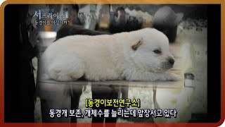 [다시보는 서프라이즈]  꼬리 없는 개, 동경이를 아십니까? MBC20110424방송