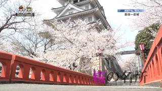 Macheek 墨俣一夜城 (岐阜県大垣市墨俣町)