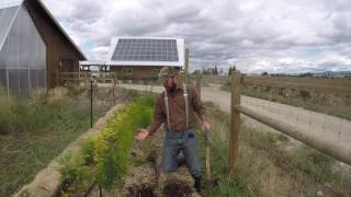 ABC acres: Grow Your Own: Permaculture Tree Nursery - episode #045