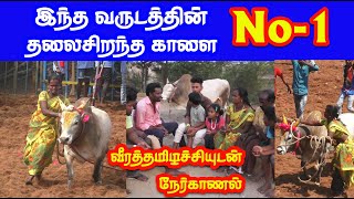 No - 1 காளை வீரத்தமிழச்சி வளர்ப்பு... சிறப்பு நேர்காணல் Tamizhan Trending