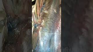 giant devil size Long-whiskered big Catfish মেঘনা নদীর বিশাল বড় আইড় মাছ 1100tk kg