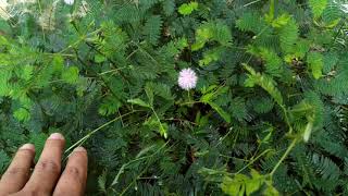 দেখুন কত সুন্দর আসল সাদা লজ্জাবতী গাছ(Real white Mimosa Pudica Tree)