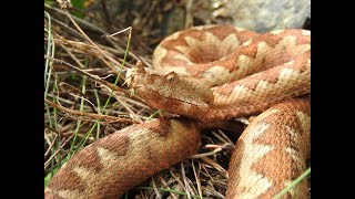 Poskok-obrazovni video/Vipera ammodytes-educational video