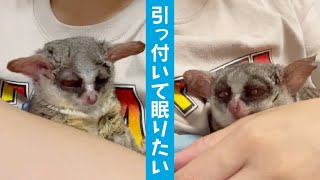 飼い主を独り占めしたいお猿【ショウガラゴのピザトル】