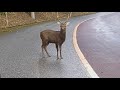 【独自】 “沖縄本島にいないはずのシカ”徹底追跡　「5頭飼っていた」と取材に答えた施設「2頭だった、去年死んだ」と訂正…深まる謎　繁殖すれば固有種豊かな「やんばるの森」に危機