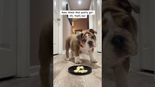 Harley’s first taste test! #bulldog #cute #dog #pet #puppy #harleyblu