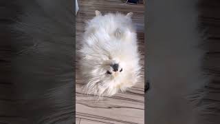 お友達が遊びにきてゲームする横で…   #ポメラニアン #ポメペキ #dog #dogs #pomeranian #pekingese #なんこつ