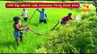 ଧାନବିଲରୁ ୧୫ ଫୁଟ ଲମ୍ବର ଅଜଗର ସାପ ଉଦ୍ଧାର | NandighoshaTV