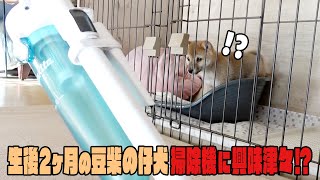 【豆柴】生後2ヶ月の豆柴の仔犬 掃除機の音に興味津々