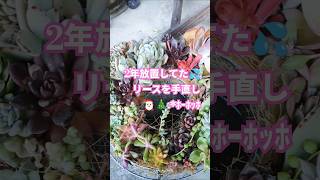 寒い！でも多肉が可愛く紅葉してきてます🥰#多肉植物#多肉寄せ植えリース