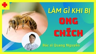 Cách xử trí khi bị ONG ĐỐT (chích) bằng mẹo dân gian | Bác sĩ Quang Nguyên số 042