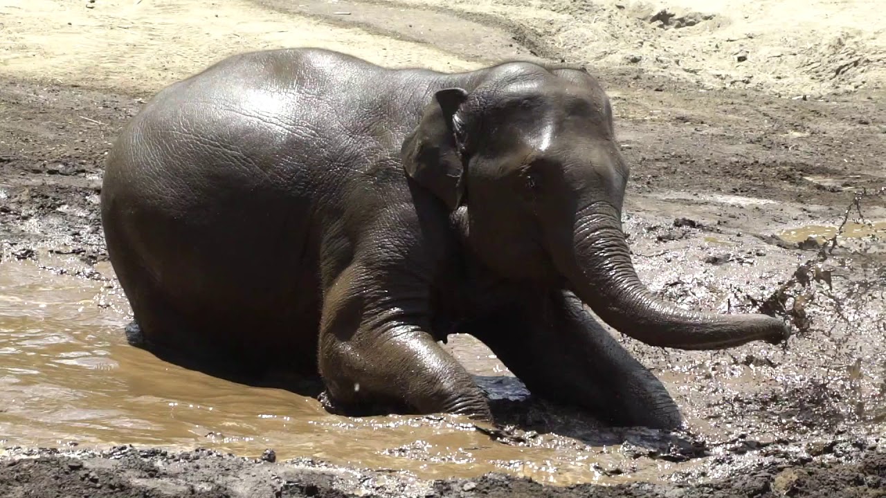 Elephant Mud Bath - YouTube