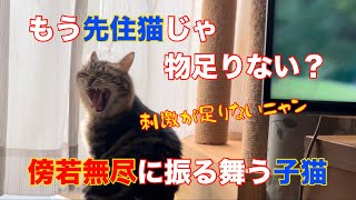 #158【保護猫】スクスク成長する子猫は先住猫が遊んでくれなくても一人で好き放題していますその姿がとても楽しそうに見えます