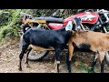 Presyo ng kambing | F1 and F2 Anglo-Nubian na kambing | Bound to Calatrava