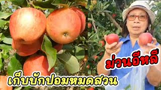 EP.152 #ชีวิตในฝรั่งเศส #เก็บแอปเปิ้ล เด็ดไปกินไป ม่วนอีหลี แซ่บหลายเด้อ #pommes #apple #france