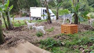 山羊の山学校　畑をもっと楽しくする。山羊と畑の相乗効果