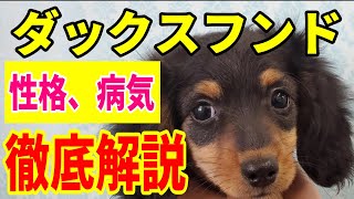 【犬種紹介】ミニチュアダックスフンドの特徴や性格、病気などを徹底解説！