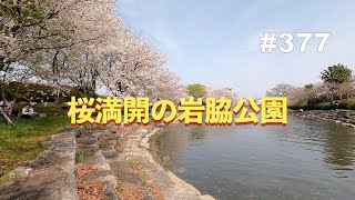 第377話 岩脇公園の桜が満開