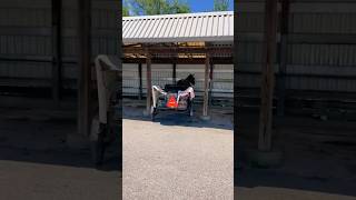 The Amish Walmart In Ohio 🐴