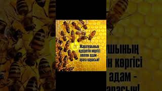 Жаратушының құдіретін көргісі келген адам араға қарасын! (1-бөлім)