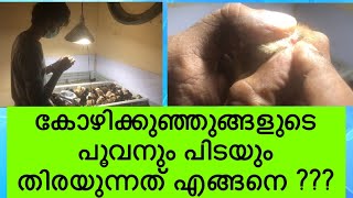 മണ്ണുത്തി പ്രൈവറ്റ് ഹാച്ചറി [ KKT FOOD TRAVEL] Mannuthy Hatchery thrissur