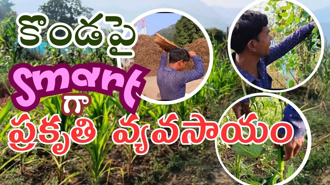 Organic Farming By Young Tribes Hill Farming Natural Farming Youtube