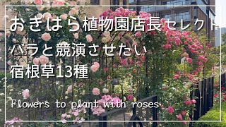 理想のローズガーデン作りに🌹おぎはら植物園店長がセレクト！バラと競演させたい宿根草13種🌺☘️