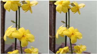 Winter Jasmine