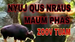 Nyuj qus nraus maum phas zoov tuam_19/12/2024.