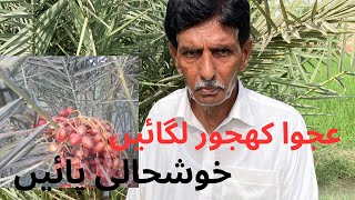 Ajwa Dates Farming in Punjab| Ajwa Khajoor Plant| How to Grow Ajwa Plants | عجوا کھجور