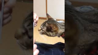 猫の前で櫛を弾くとどうなるかやってみた