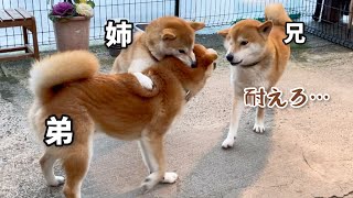 子犬(巨)はおもちゃ扱いな姉柴犬ゆずの弟愛が止まらないwww