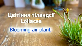 Цвітіння тіландсії🌸Loliacea air plant in bloom