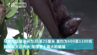 “世界最大蝙蝠”亮相广州：翼幅近两米 最爱吃水果 | The largest bat appears in Guangzhou