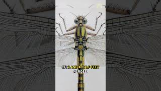 Meganeuropsis | The Giant Dragonfly of Prehistoric Times #quickfacts #shorts #youtubeshorts