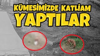 Sokak Köpekleri Uçum Kümesimdeki Elvanlarımı Öldürmüş