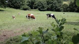 Methamoly : un biogaz au coeur du territoire