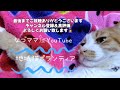 【ねこの日記念動画🐈️】今日は猫の日🐈‍⬛キミのことが大好きだから🩷仲間…相棒…猫達のほのぼの映像 猫 ネコ ねこ 猫の日 地域猫 外猫 愛 仲間 地域猫活動 ほのぼの 猫の日常 野良猫 なづママ