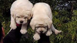 The top quality of Imported Kci Registered Labrador puppies at Asia Pet Shop in India