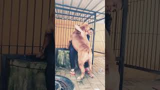 කොහොමද size එක එයාගේ 🥰 #americanbully #dog #bully #dogsoftiktok #foryou #foryoupage #love #pets