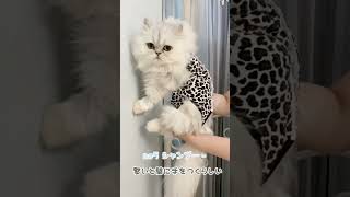 賢い猫は壁に手をつくらしい。。うちの猫達はいかに。。