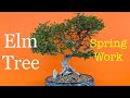 Bonsai - Elm Trees / Lacebark Elm / Corkbark Elm / Spring Work - April 2020