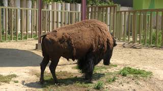 アメリカバイソン　ほのぼのストリート　東武動物公園に行ってきました！   2018年5月27日　00116