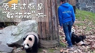 《熊貓早晚安》原來這就是“躲貓貓”啊~| iPanda熊貓頻道