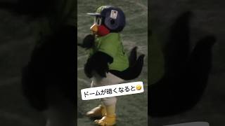 なんでそうなるの🤣🤣 #つば九郎